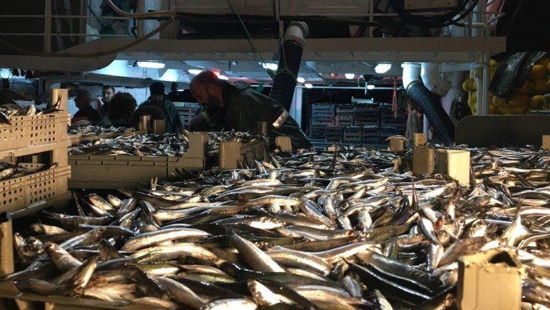 Balıkçılar limana 100 ton hamsiyle döndü