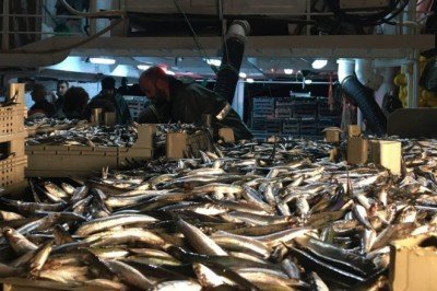 Balıkçılar limana 100 ton hamsiyle döndü