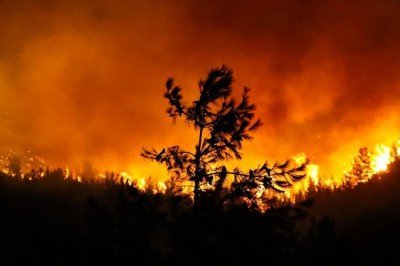 BM iklim zirvesinde liderler orman kaybını durdurmayı taahhüt etti