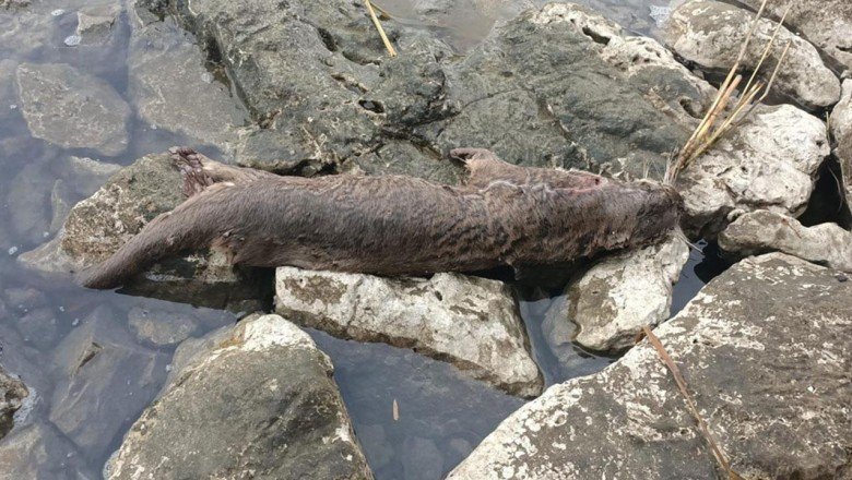 Fethiye'de su samuru tüfekle öldürüldü
