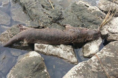 Fethiye'de su samuru tüfekle öldürüldü