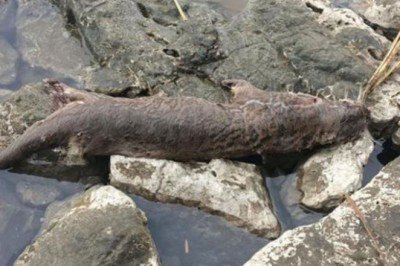 Fethiye'de su samuru tüfekle öldürüldü