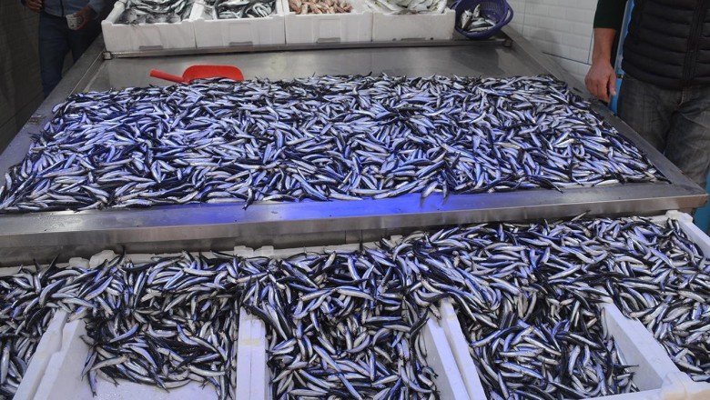 Karadeniz'de balıkçılar hamsiyle limana döndü