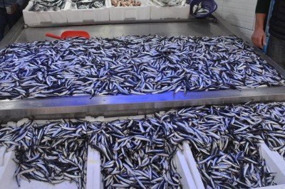 Karadeniz'de balıkçılar hamsiyle limana döndü