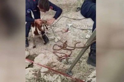 Kuyuya düşen keçi 4 saatte kurtarıldı