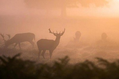 Bolu’daki kızıl geyik avına mahkemeden yürütmeyi durdurma kararı