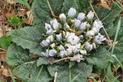 Ademotu Bitkisi Hakkında İlginç Söylemler: Gerçek mi, Efsane mi?