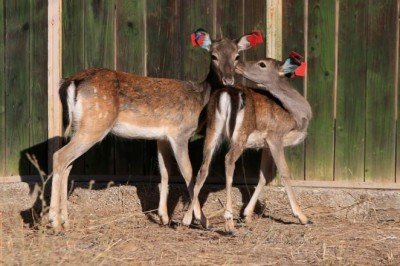 Alageyiklerin genetik çeşitliliği Umut ve Bahar ile sağlanacak