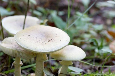 Belgrad Ormanı'nda zehirli köygöçüren mantarlarını kim topladı? 'Bu inanışlar hayatlara mal olabilir'