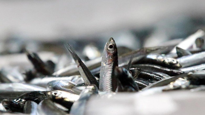 Kastamonu'da teknelerden oluk oluk hamsi aktı