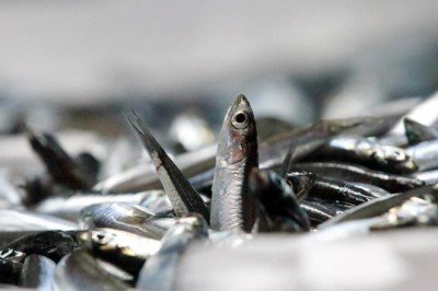 Kastamonu'da teknelerden oluk oluk hamsi aktı