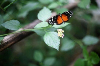 Kelebekler kaç gün yaşar?