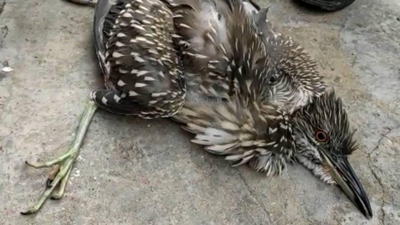 Nesli tükenmekte olan Balaban kuşu yaralı halde bulundu