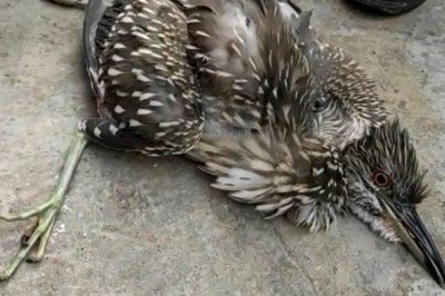 Nesli tükenmekte olan Balaban kuşu yaralı halde bulundu