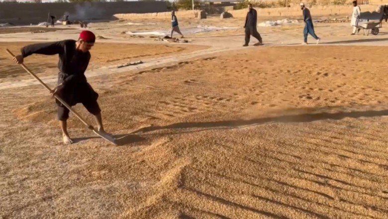 TRT Haber Afganistan'ın kuraklıkla boğuşan tahıl ambarı Kunduz'da