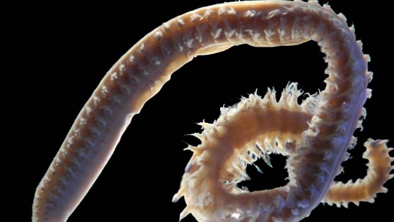 Türk bilim insanları 2 yeni deniz canlısı keşfetti