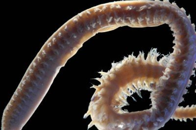 Türk bilim insanları 2 yeni deniz canlısı keşfetti