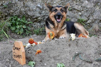 Vefalı köpek ölen sahibinin mezarı başından ayrılmıyor