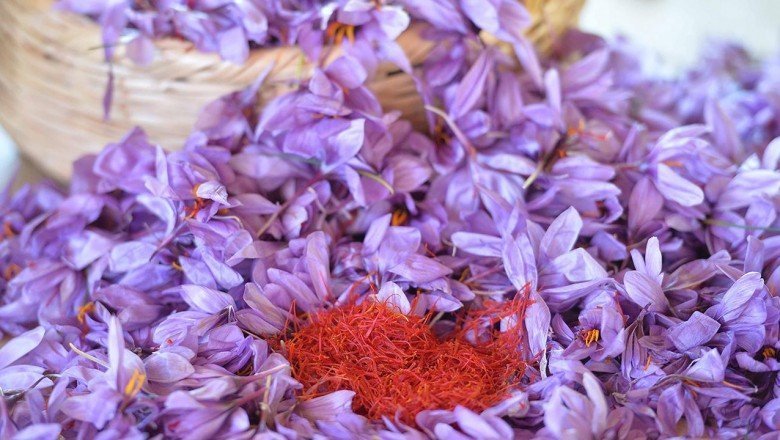 Dünyanın en değerli baharatlarından safranın kilosu 75 bin lira