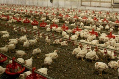 Fransa'da kuş gribi alarmı