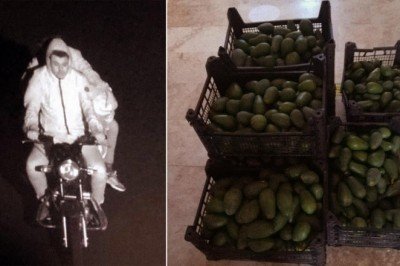 Piyasa değeri 100 bin lira olan avokadoları çalan şüpheliler yakalandı