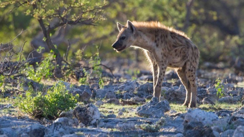 ABD'de sırtlanlarda ilk kez koronavirüse rastlandı