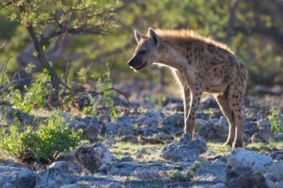 ABD'de sırtlanlarda ilk kez koronavirüse rastlandı
