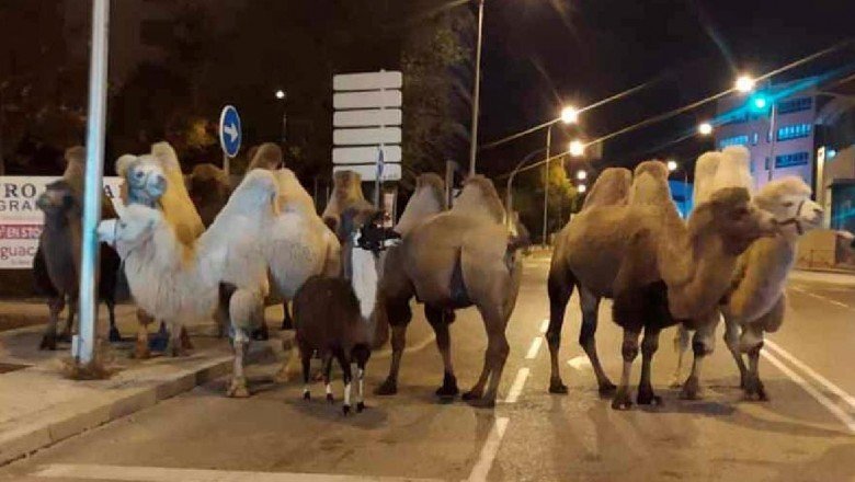 Develer sirkten kaçıp Madrid sokaklarına daldı