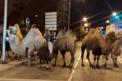 Develer sirkten kaçıp Madrid sokaklarına daldı