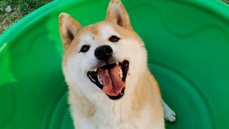 Sahibinin terk ettiği köpek 25 bin dolara satıldı