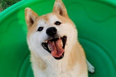 Sahibinin terk ettiği köpek 25 bin dolara satıldı