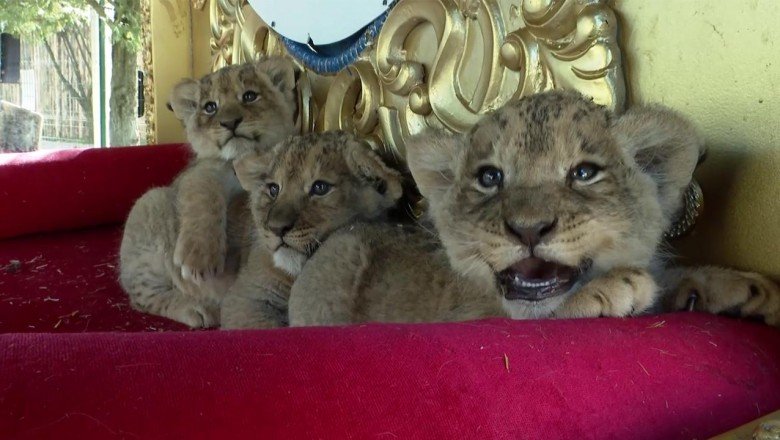 Ankara'daki yırtıcı hayvan parkında 3 aslan yavrusu dünyaya geldi