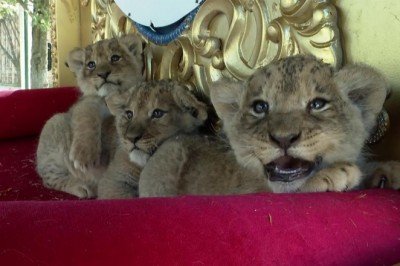 Ankara'daki yırtıcı hayvan parkında 3 aslan yavrusu dünyaya geldi