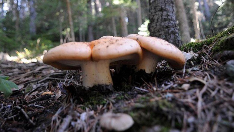 Bursa'da mantardan zehirlenen kadın öldü