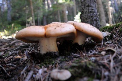 Bursa'da mantardan zehirlenen kadın öldü