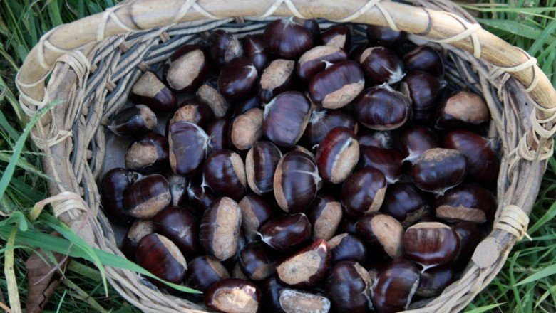 Bursa'da kestaneden 3 bin 500 ton rekolte bekleniyor