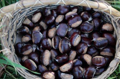 Bursa'da kestaneden 3 bin 500 ton rekolte bekleniyor