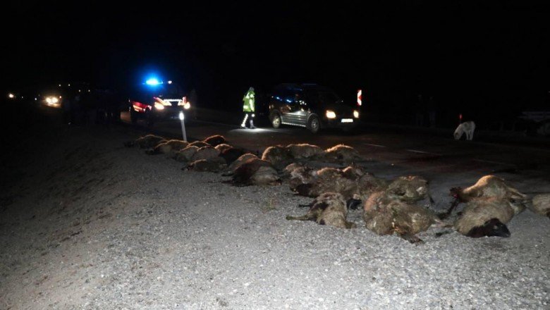 Kars'ta kamyonetin çarptığı koyunlar telef oldu
