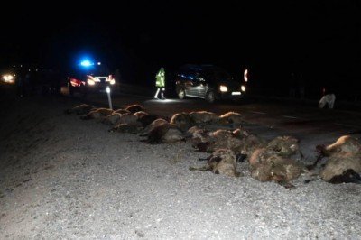 Kars'ta kamyonetin çarptığı koyunlar telef oldu
