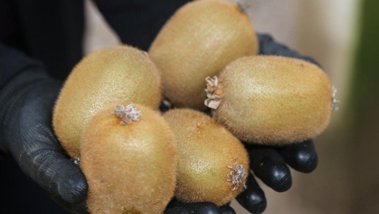 Kivi Ordu'ya 70 milyon lira kazandırdı