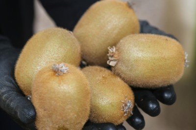 Kivi Ordu'ya 70 milyon lira kazandırdı