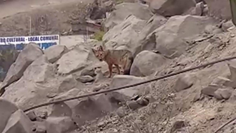 Köpek diye alınan hayvan tilki çıktı