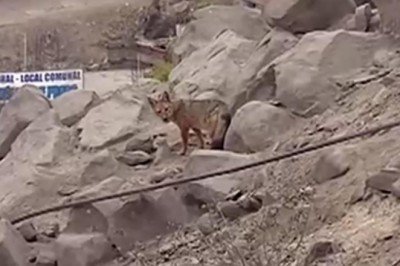 Köpek diye alınan hayvan tilki çıktı