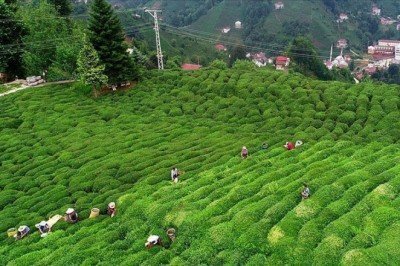 115 ülkeye 14,4 milyon dolarlık çay ihraç edildi