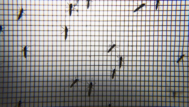 Hindistan'da Zika alarmı: 89 kişide tespit edildi