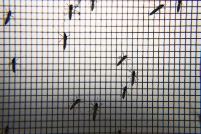 Hindistan'da Zika alarmı: 89 kişide tespit edildi