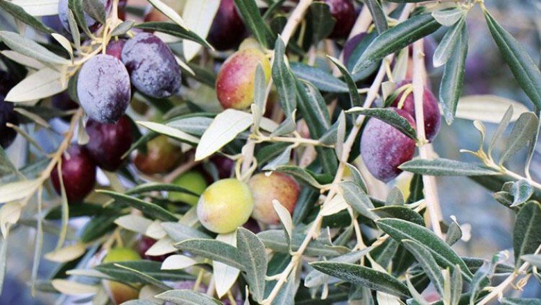 Kara elmastan altın madalyalı zeytine