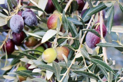 Kara elmastan altın madalyalı zeytine