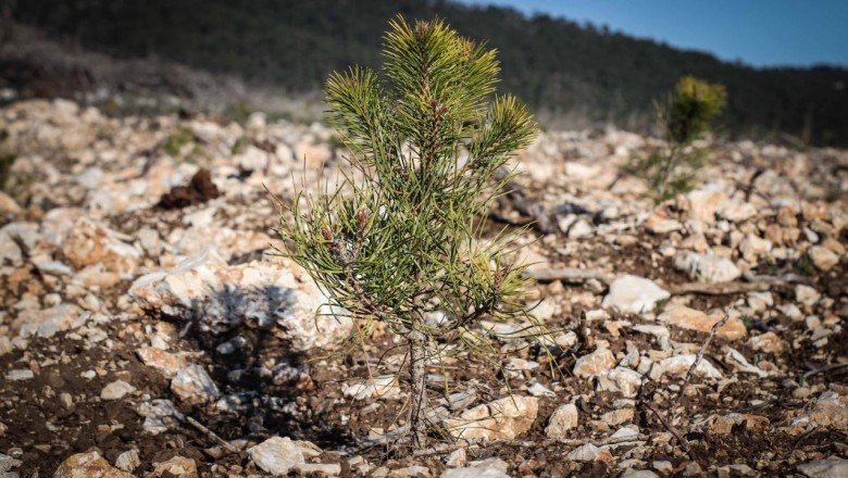 Orman şehitleri anısına 50 bin fidan