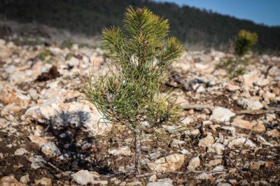 Orman şehitleri anısına 50 bin fidan